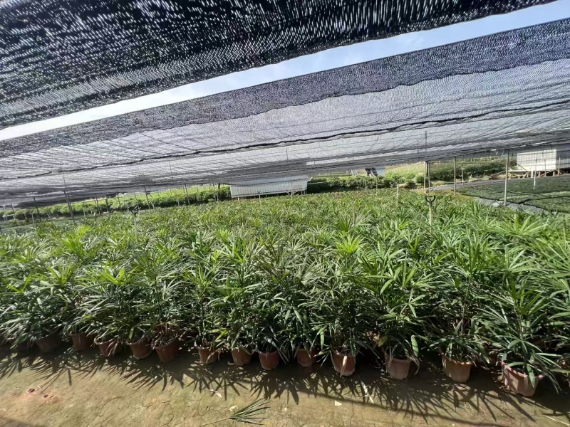 精品细叶棕竹基地自产自销