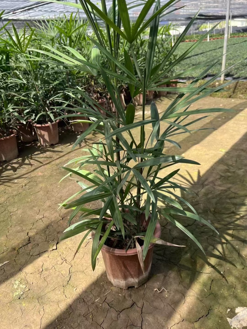 精品细叶棕竹基地自产自销