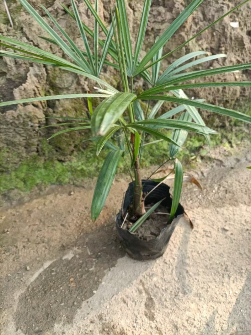 精品细叶棕竹基地自产自销