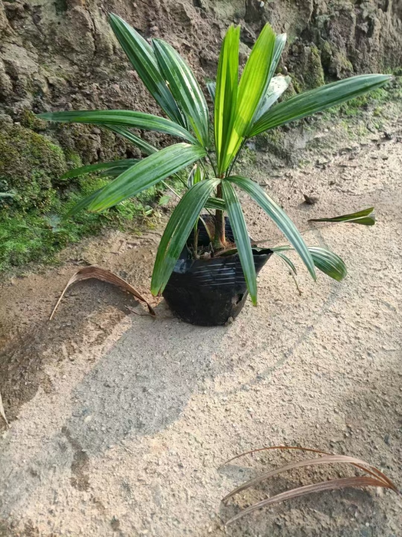 精品细叶棕竹基地自产自销