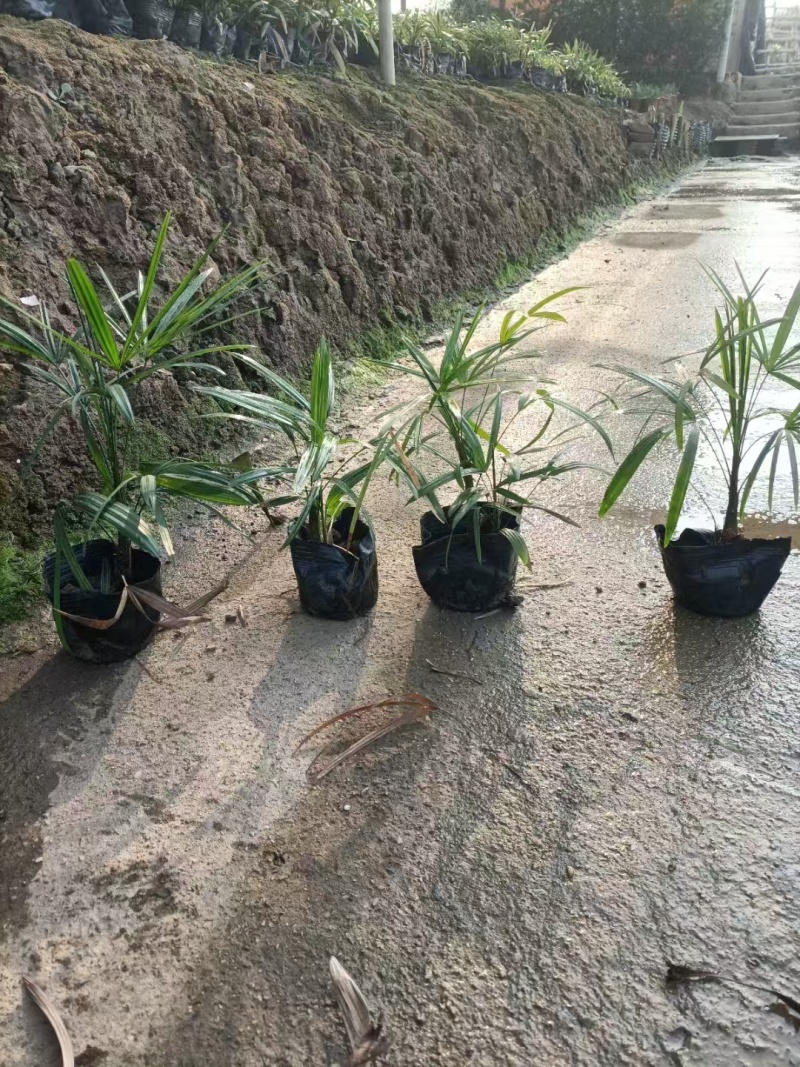 精品细叶棕竹基地自产自销