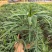 精品细叶棕竹基地自产自销