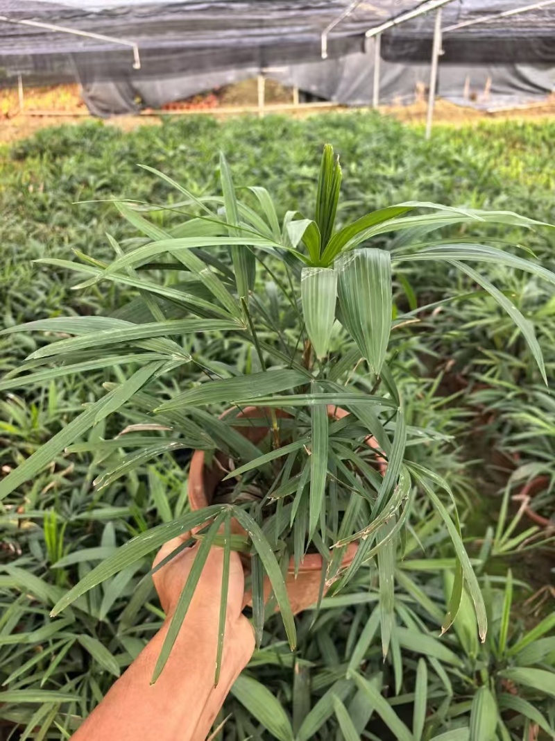 精品细叶棕竹基地自产自销