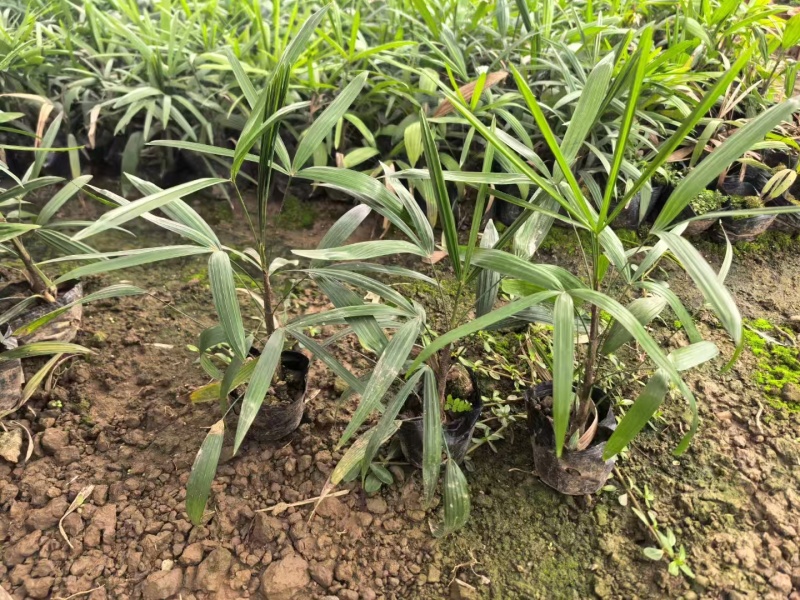 精品细叶棕竹基地自产自销