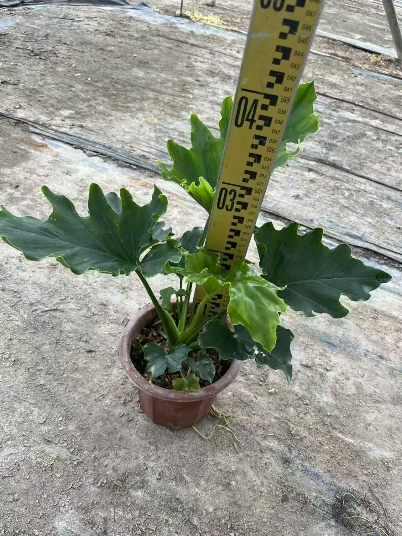 精品袋春羽基地直发