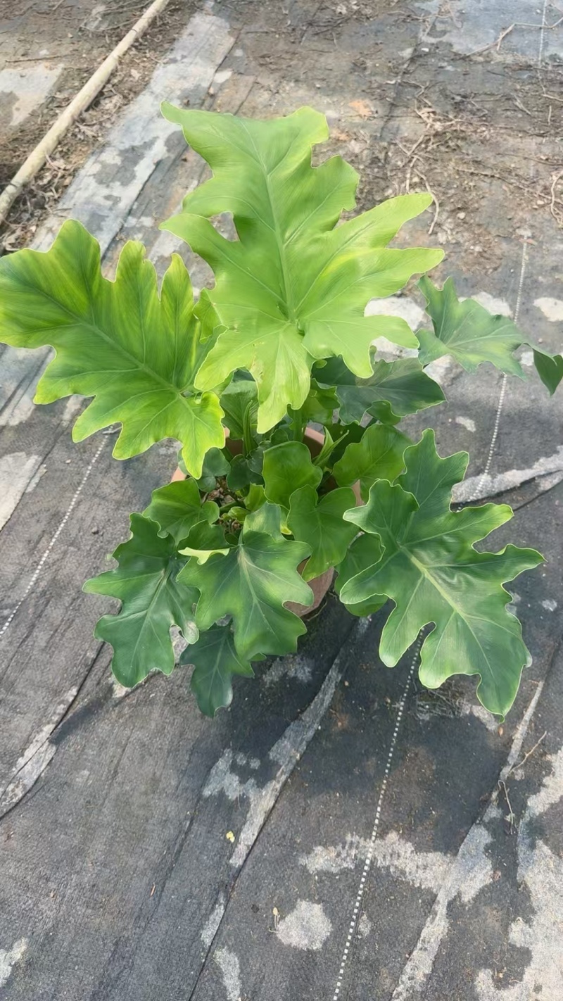 精品袋春羽基地直发