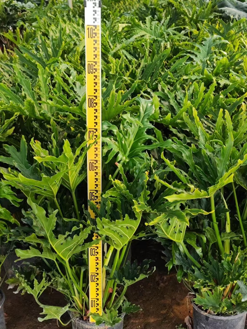 精品袋春羽基地直发