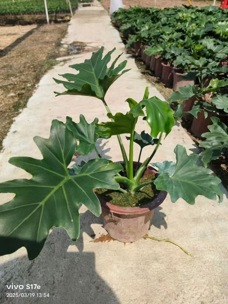 精品袋春羽基地直发