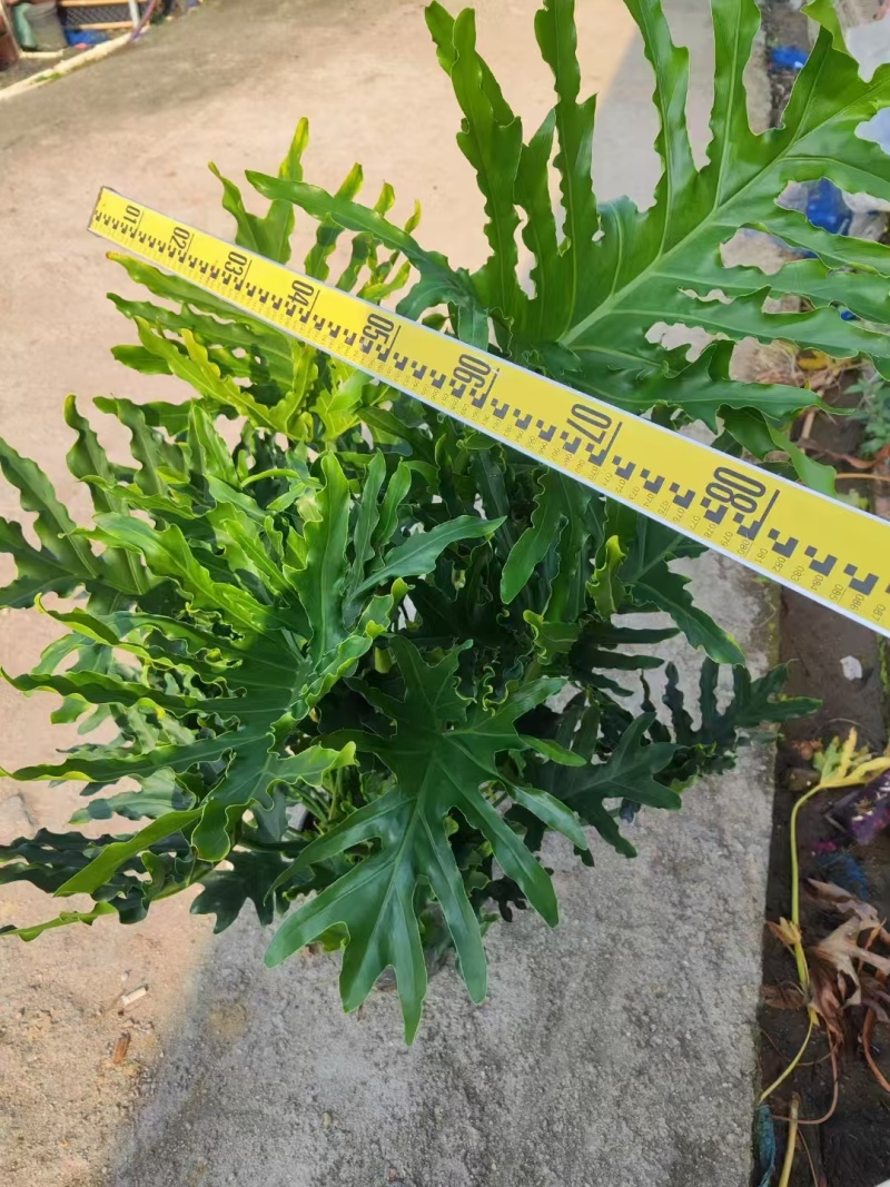 精品袋春羽基地直发