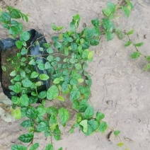 精品薜荔基地自产自销