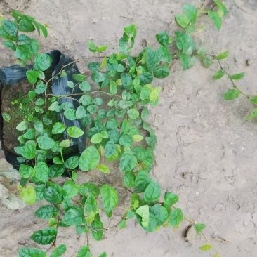 精品薜荔基地自产自销