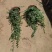 精品薜荔基地自产自销