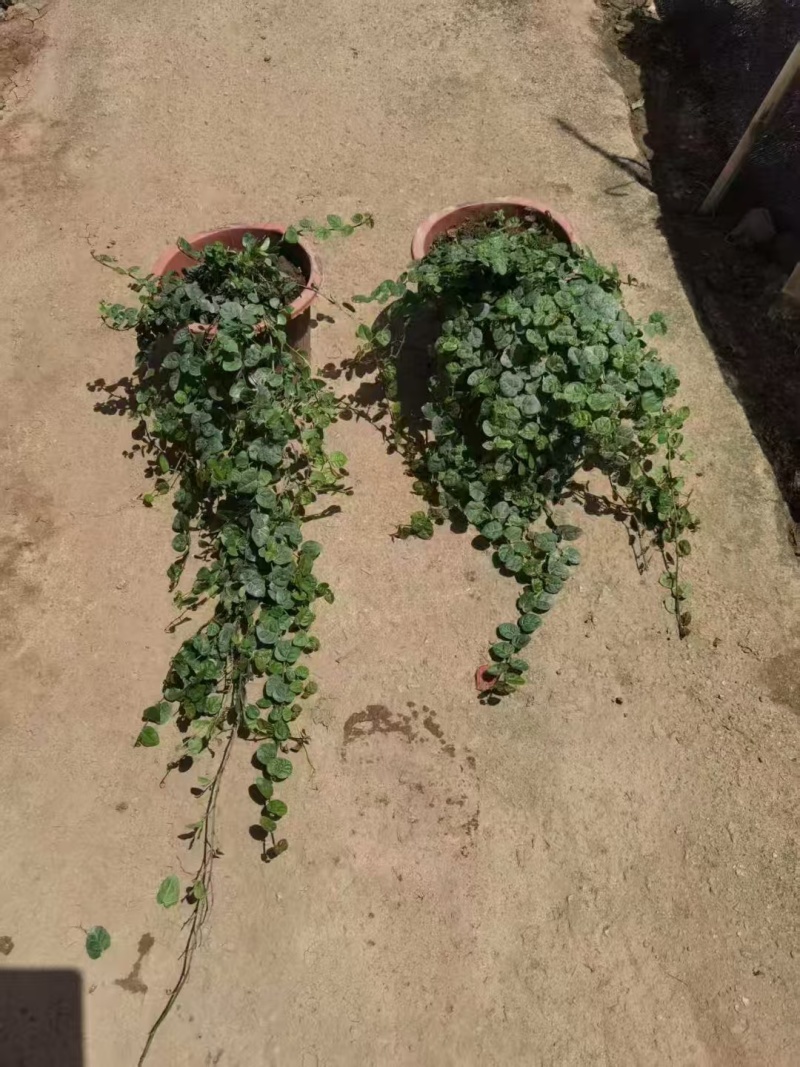 精品薜荔基地自产自销