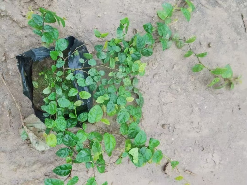 精品薜荔基地自产自销