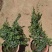 精品薜荔基地自产自销