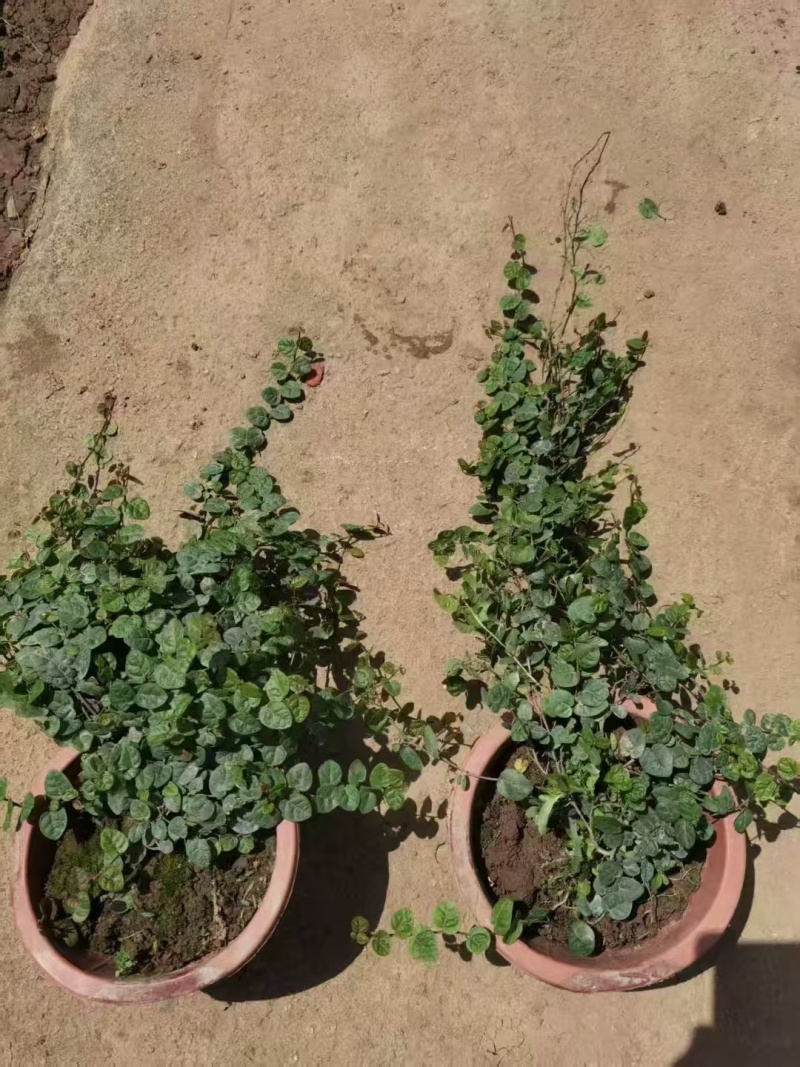 精品薜荔基地自产自销