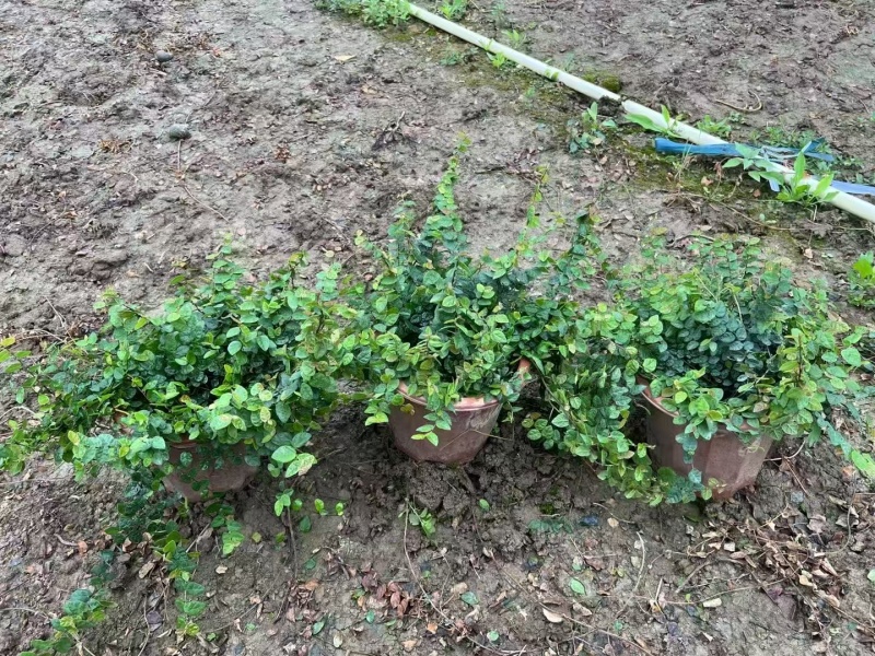 精品薜荔基地自产自销