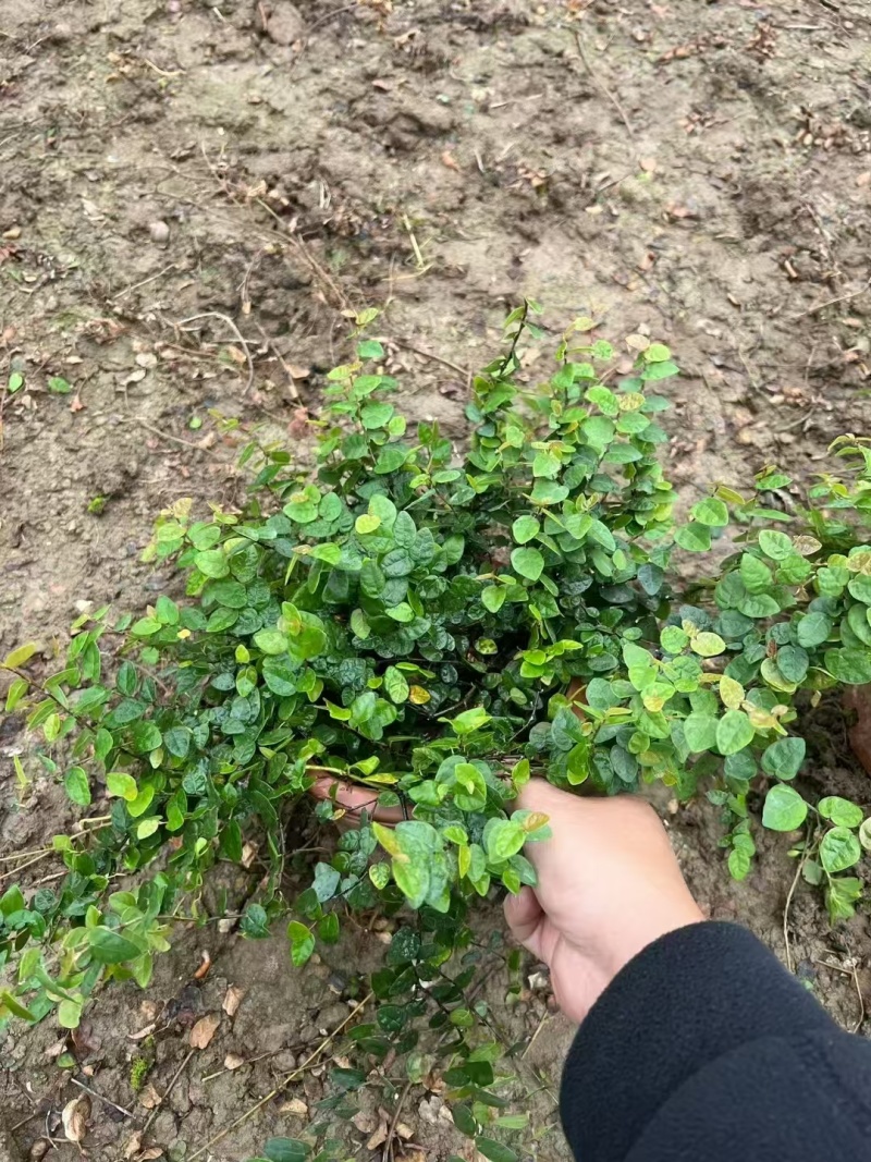 精品薜荔基地自产自销