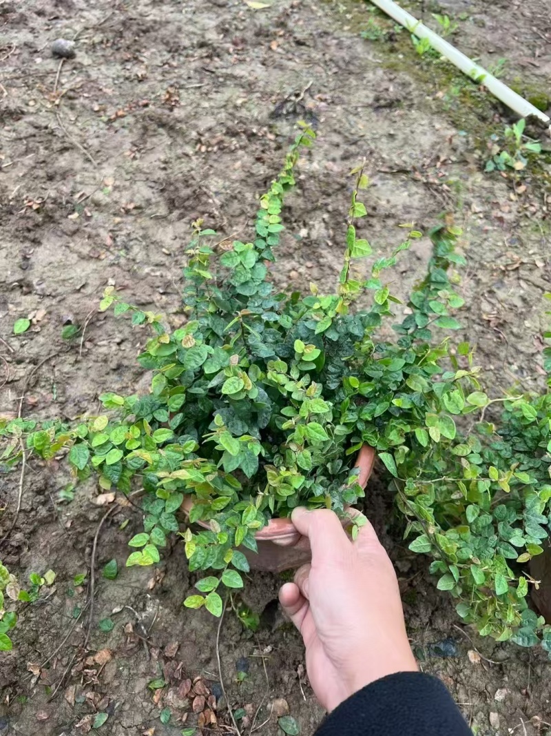 精品薜荔基地自产自销