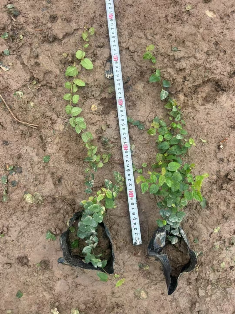 精品薜荔基地自产自销