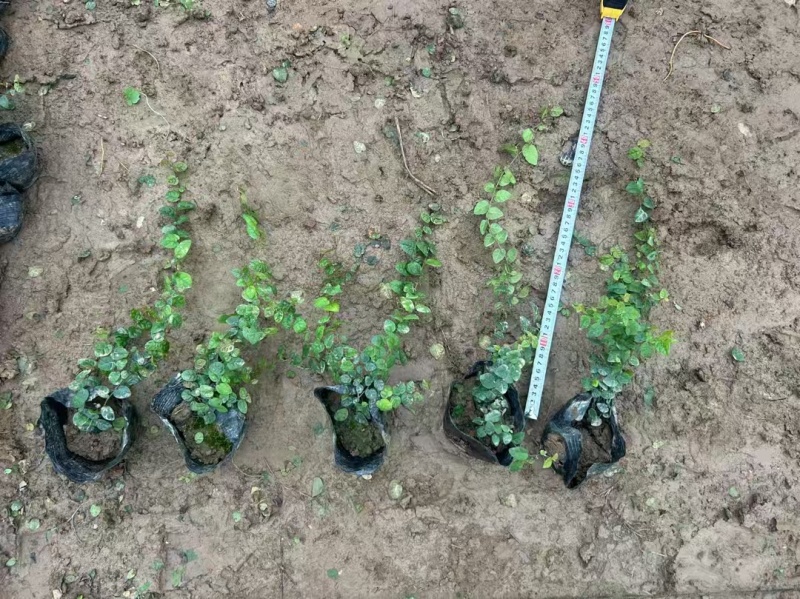 精品薜荔基地自产自销