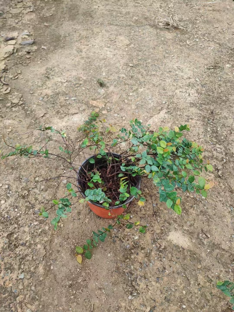 精品薜荔基地自产自销