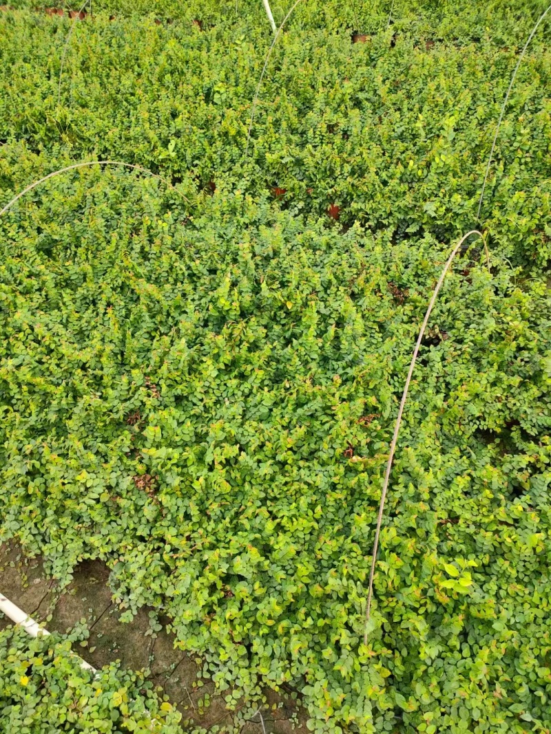 精品薜荔基地自产自销