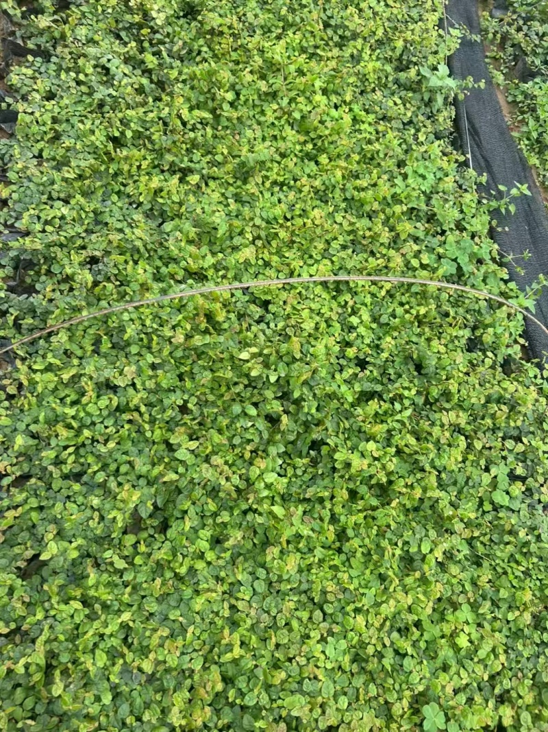 精品薜荔基地自产自销