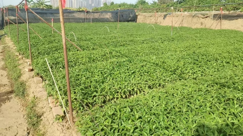 精品蟛蜞菊基地自产自销