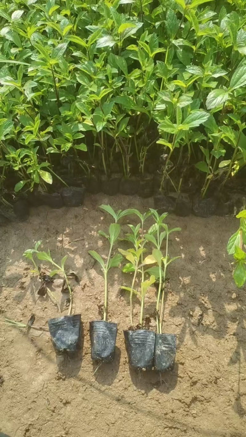 精品蟛蜞菊基地自产自销