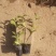 精品蟛蜞菊基地自产自销