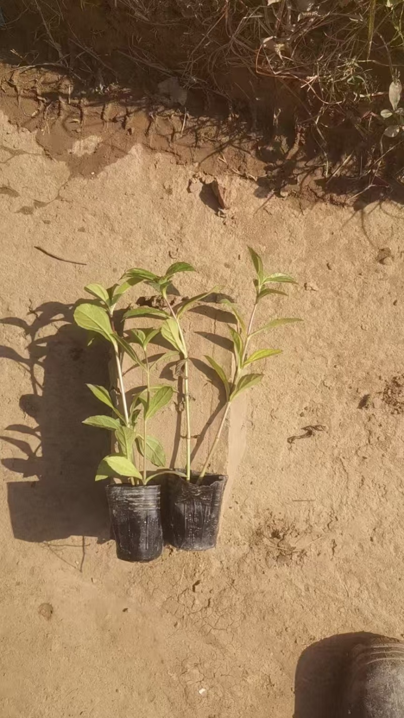 精品蟛蜞菊基地自产自销