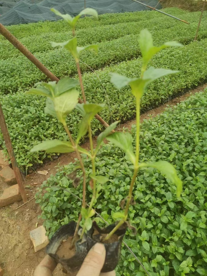 精品蟛蜞菊基地自产自销