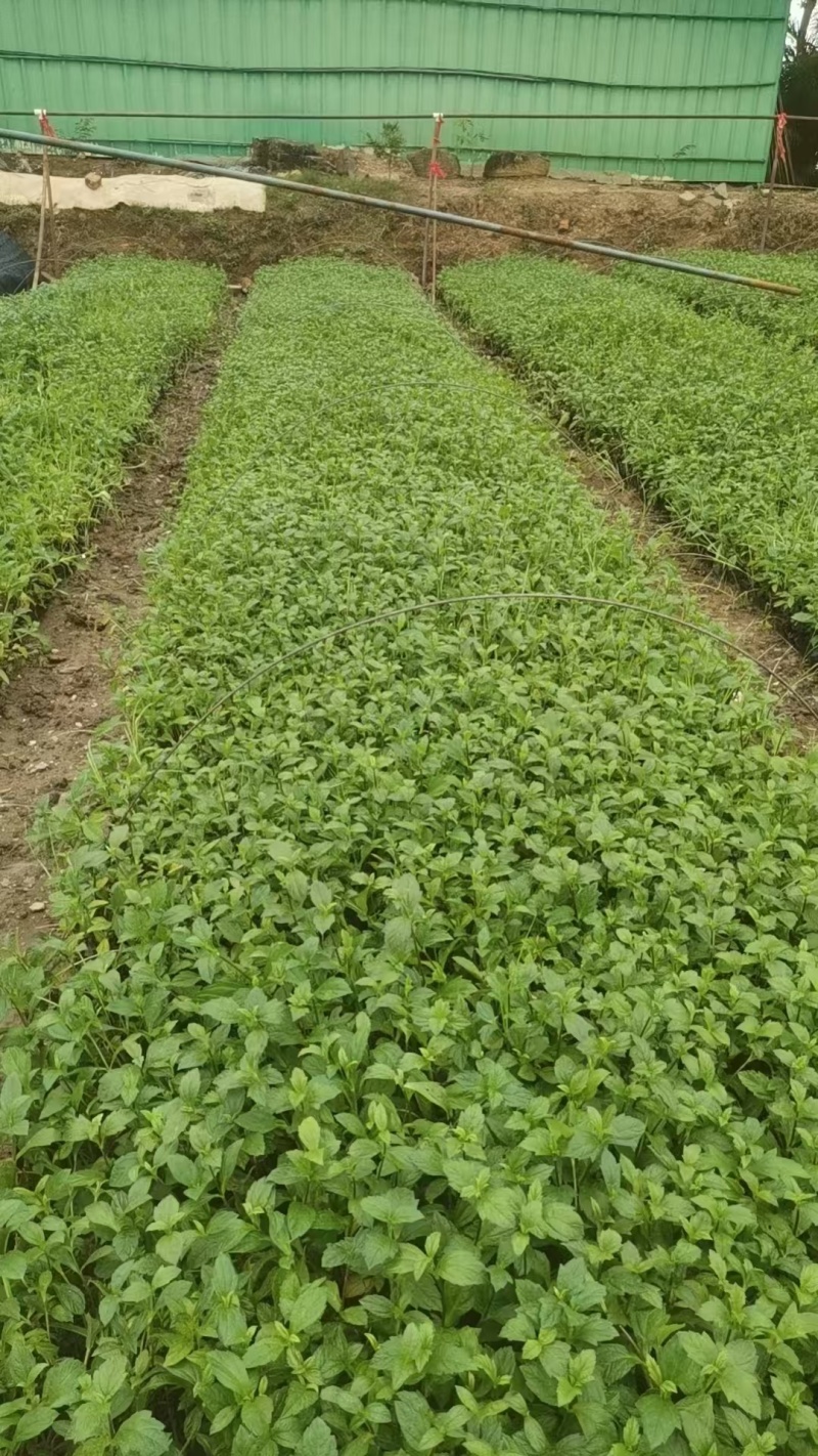 精品蟛蜞菊基地自产自销
