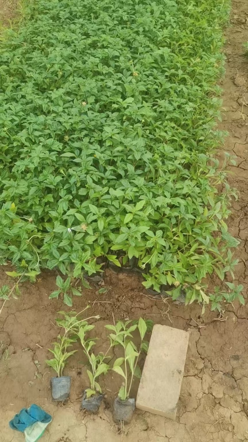精品蟛蜞菊基地自产自销