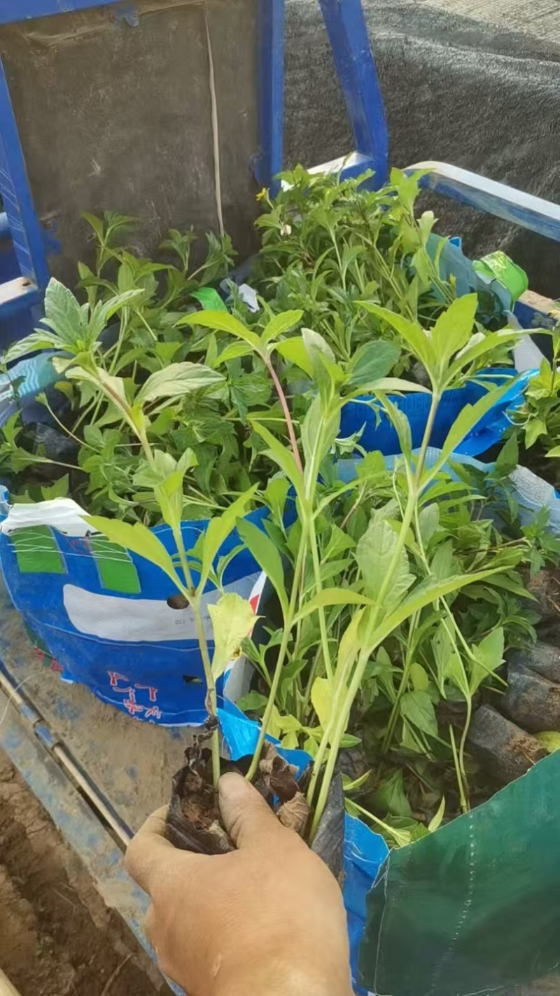 精品蟛蜞菊基地自产自销
