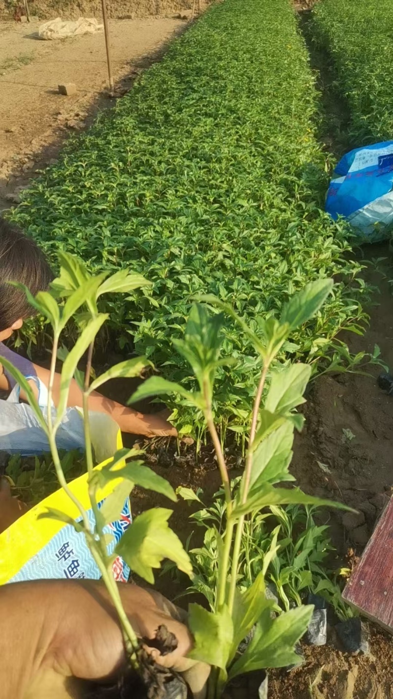 精品蟛蜞菊基地自产自销