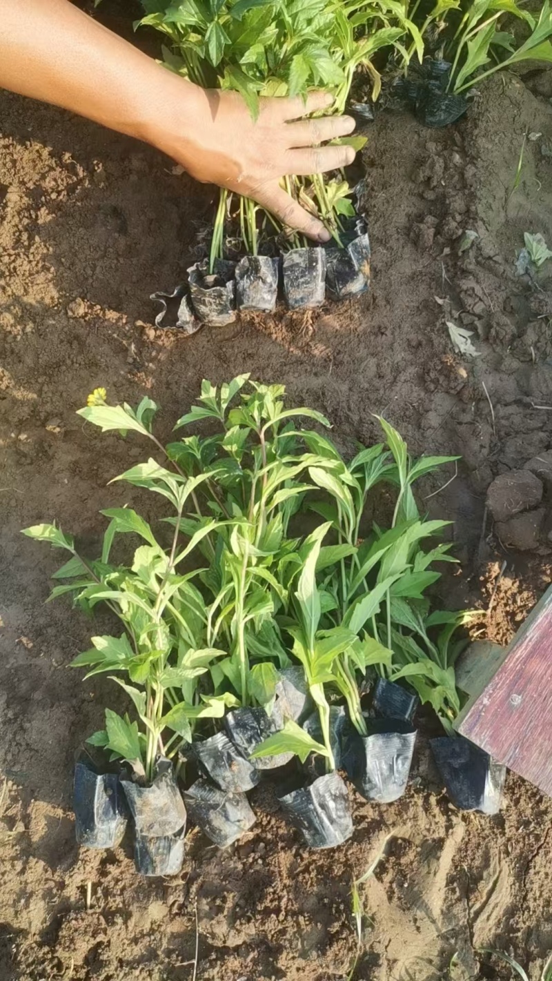 精品蟛蜞菊基地自产自销