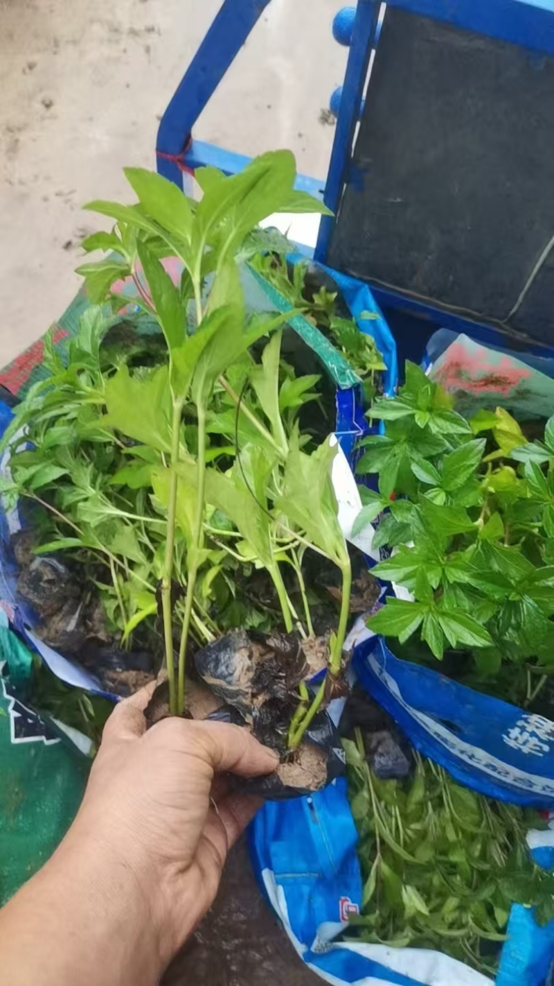 精品蟛蜞菊基地自产自销