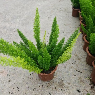 精品狐尾天门冬基地直发