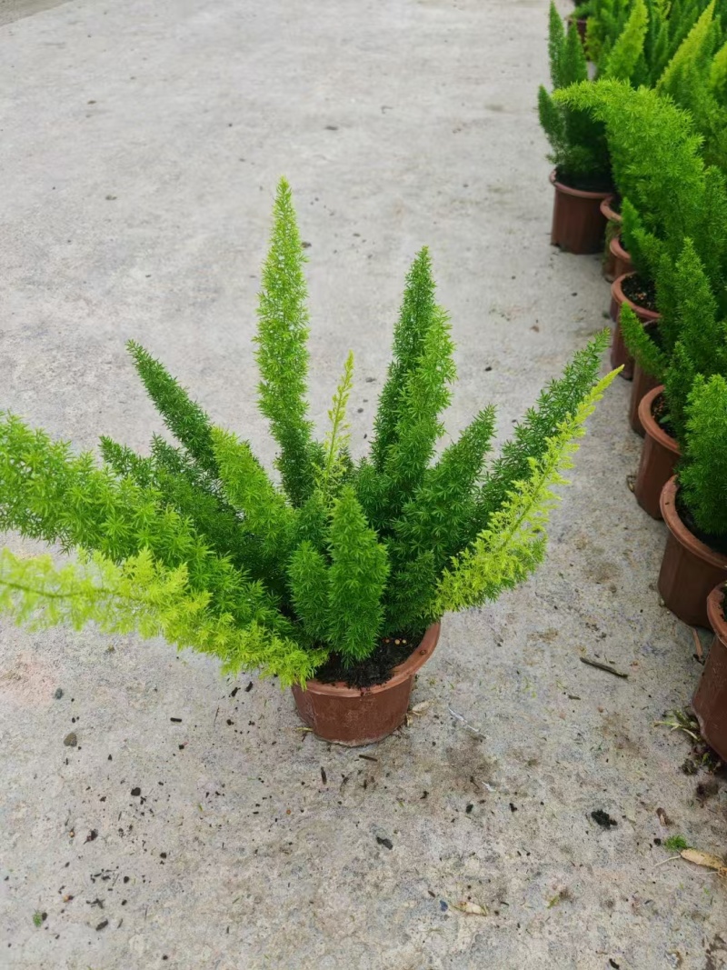 精品狐尾天门冬基地直发