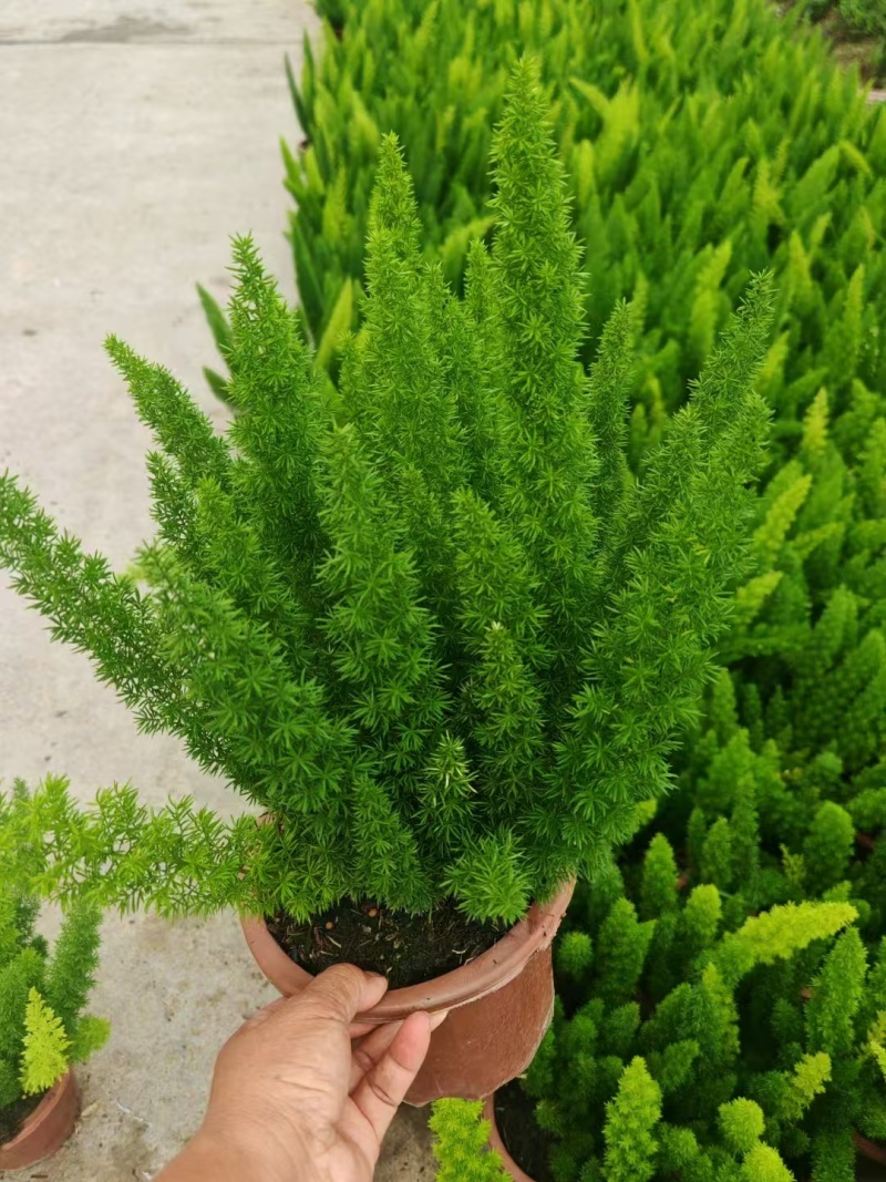 精品狐尾天门冬基地直发