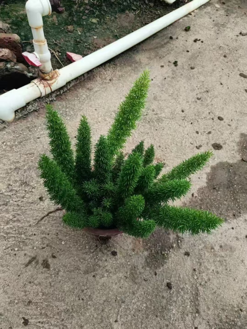 精品狐尾天门冬基地直发