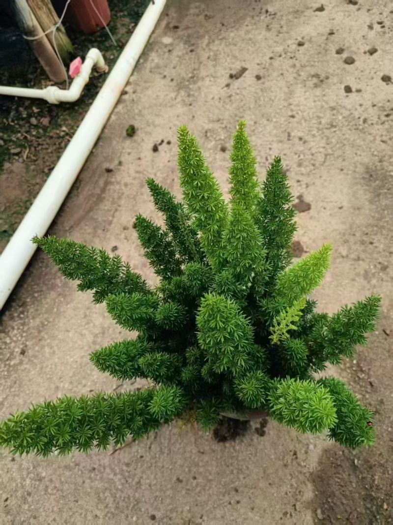 精品狐尾天门冬基地直发