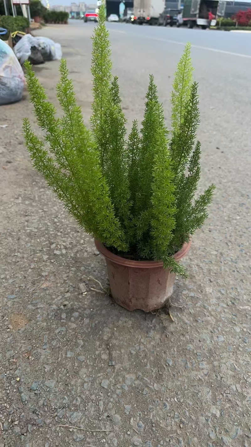 精品狐尾天门冬基地直发