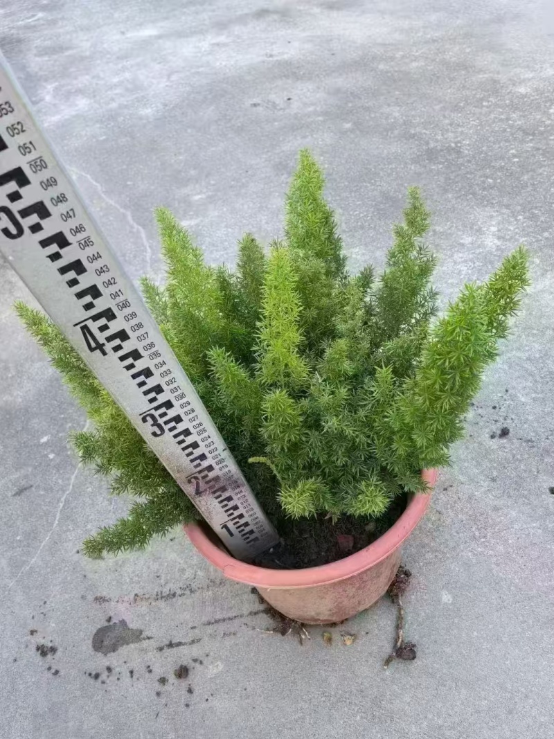 精品狐尾天门冬基地直发