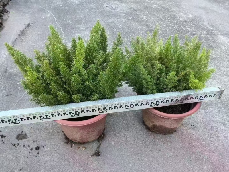 精品狐尾天门冬基地直发