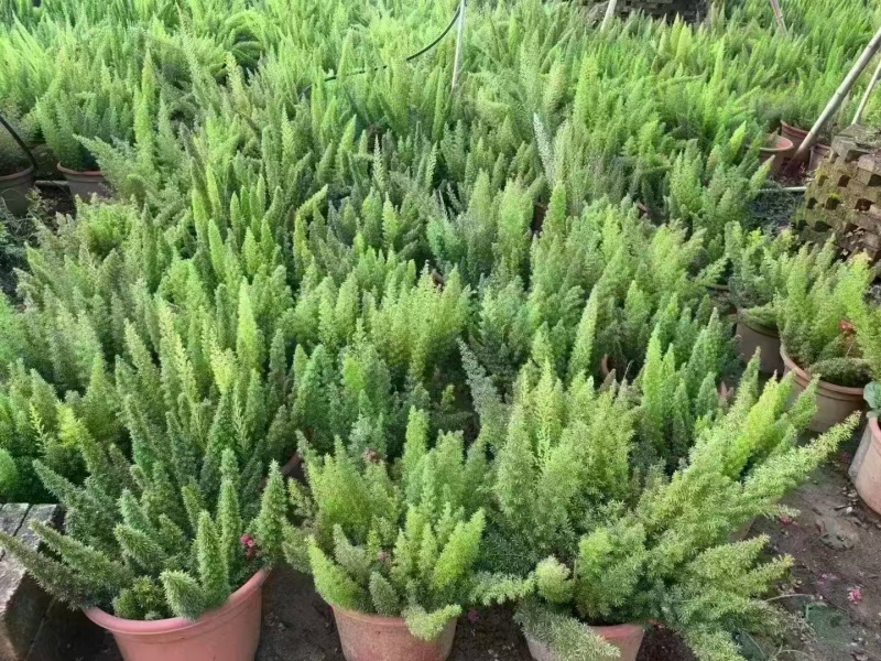 精品狐尾天门冬基地直发
