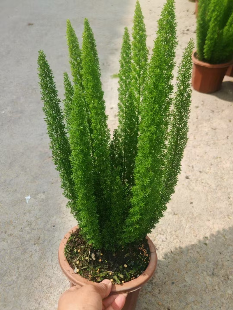 精品狐尾天门冬基地直发