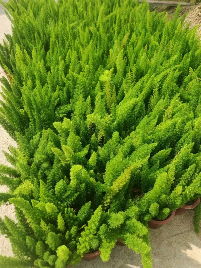 精品狐尾天门冬基地直发